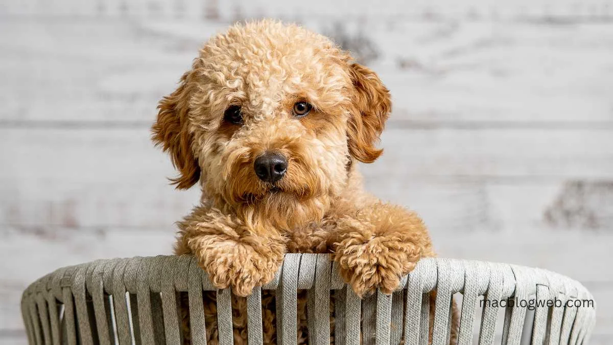 Mini Goldendoodle
