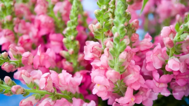 Pink Snapdragon Flowers