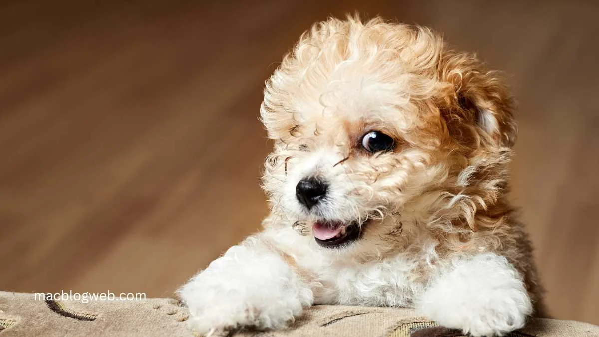 Pitbull Poodle Mix