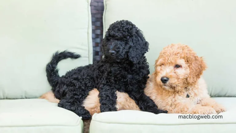 black golden doodle