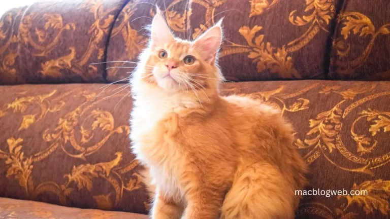 Orange Maine Coon