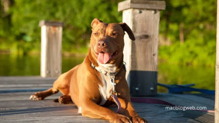 Pitbull Poodle