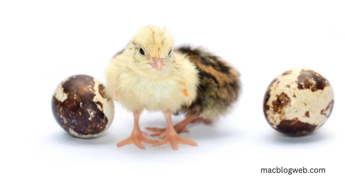 baby quail