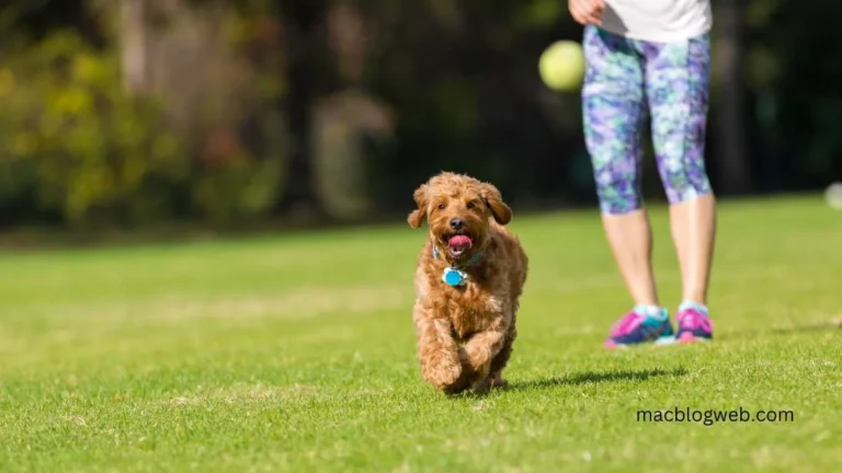 Dog park